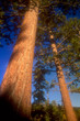 tree 11
