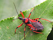 Redblack chyba