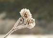 winter burdock