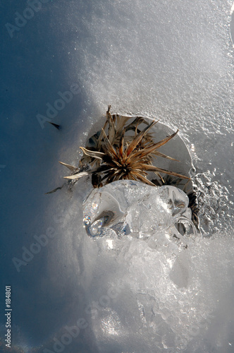 chardon glacé