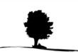 silhouette of tree