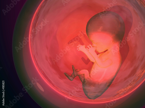 fetus ii