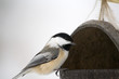 chickadee at feeder
