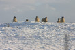 sheep in the snow