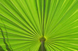 palm leaf