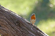 rouge gorge