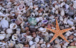 seashells