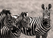 zebras