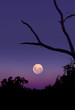 purple moon rise