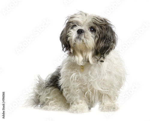 un chien assis