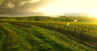 sunrise over the vineyard sunrise over the vineyard