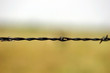 barbed