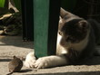 tom & jerry