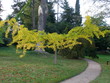 ginkgo biloba parasol à l'automne ginkgo biloba parasol à l'automne