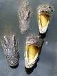 crocodiles