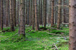 ich seh den wald vor lauter bäumen nicht