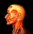 skinless face