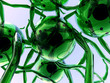 cells 40