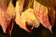 autumn leaves