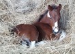 Photo: foal laying in hay foal laying in hay