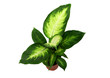 dieffenbachia houseplant