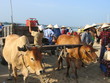 marché aux poissons de mui né