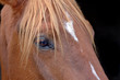 tête de cheval