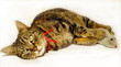 cat & mouse