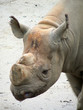 rhinoceros head