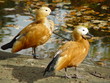 goldene enten