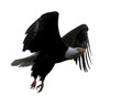 bald eagle flying with wings outstretched against a white sky (b