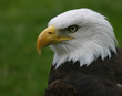 bald eagle portrait