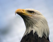 bald eagle profile