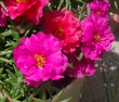 pink flowers