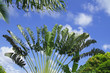composition tropicale