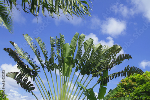 composition tropicale composition tropicale