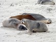 sealion family