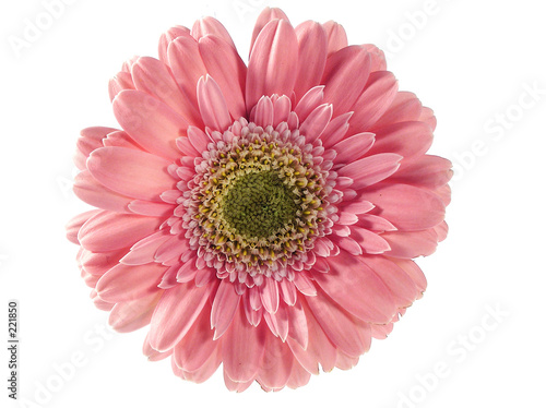 pink flower over white pink flower over white