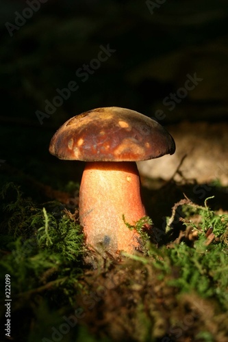 cèpe