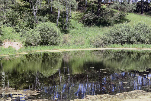 forest lake