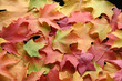 multicolored leaves 1