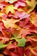 multicolored leaves 3