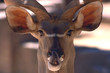 antelope
