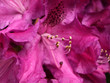 rhododendron