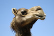 animal - dromedary (camelus dromedarius)