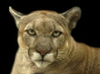animal - cougar (puma concolor stayleyanan) animal - cougar (puma concolor stayleyanan)