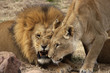 animal - african lion (panthera leo krugeri) animal - african lion (panthera leo krugeri)