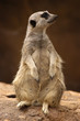 animal - meercat (suricata suricatta namaquensis) animal - meercat (suricata suricatta namaquensis)