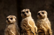 Photo: animal - meercat (suricata suricatta namaquensis) animal - meercat (suricata suricatta namaquensis)