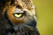 bird - great horned owl (bobo virginianus) bird - great horned owl (bobo virginianus)